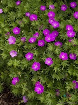 25 Max Frei Bloody Cranesbill Geranium Seeds Gardening USA SELLER - $12.96