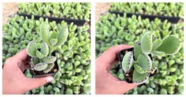 Houseplant - 2&quot; Bear Paw Succulent - Non Variegated - Fuzzy Succulent - $42.42 CAD