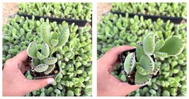 Houseplant - 2&quot; Bear Paw Succulent - Non Variegated - Fuzzy Succulent - $30.99