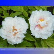 SL &#39;White Lovers&#39; Light Fragrant Peony Flower Plant Seeds, Professional ... - $1.38
