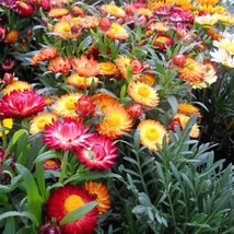 Strawflower Straw 20 Fresh Flower Seeds Free Shipping - $6.17 CAD