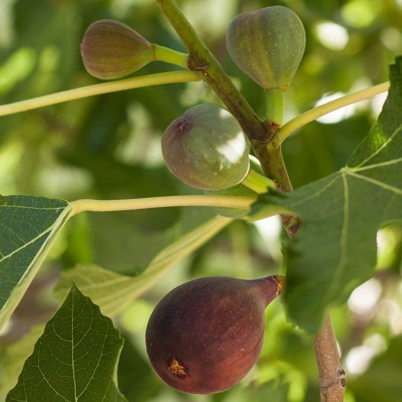 Fig - 'Black Mission' - Fruiting Fig Tree - $6.49