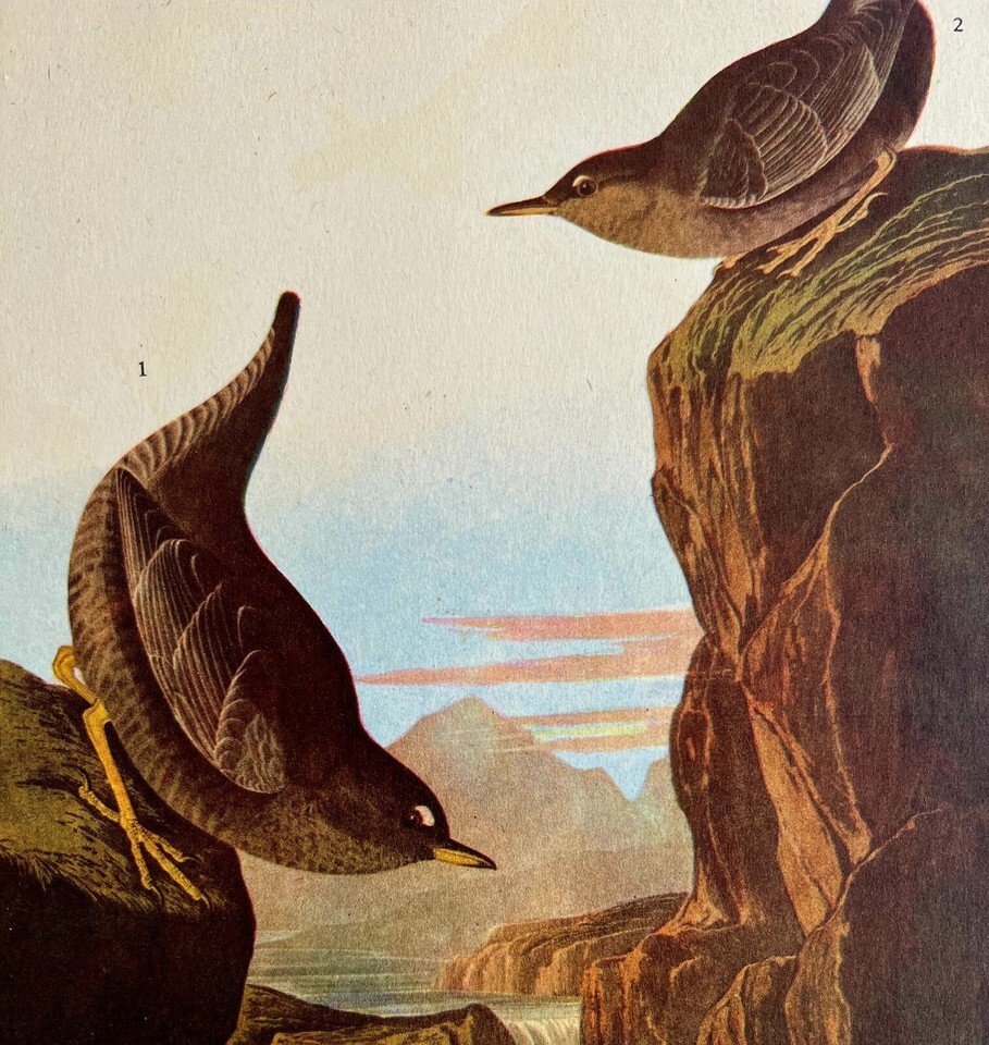 Belted Kingfisher Bird 1946 Color Art Print John James Audubon Nature DWV2K - $13.50