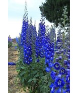 SMX 50 Bright Blue Delphinium Mix Seeds Flower 124 Indoor Gardening - €8,81 EUR SMX 50 Bright Blue Delphinium Mix Seeds Flower 124 Indoor Gardening - €8,81 EUR