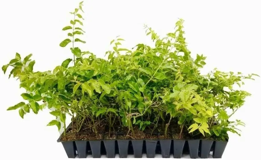 Downy Jasmine Live Plants Jasminum Multiflorum Blooming - £32.08 GBP