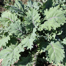 Ship From Us Organic Red Russian Kale Seeds ~ 2 Oz Seeds - Heirloom, TM11 - £52.60 GBP
