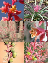 10 Seeds Hesperaloe Funifera Exotic Red Yucca False Succulent Flowering Seed - £14.17 GBP