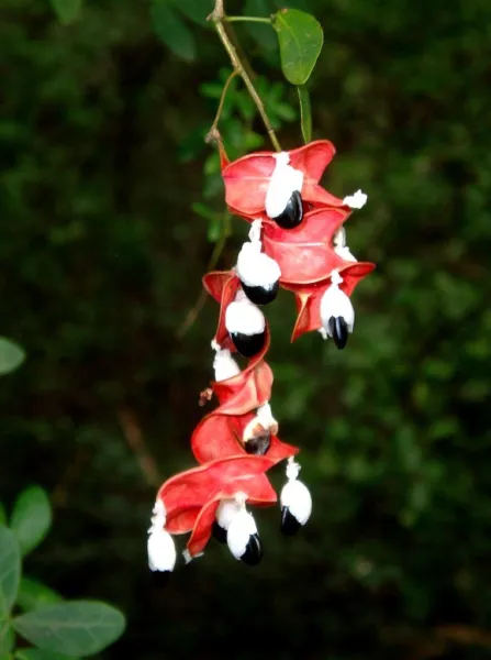 Pithecellobium Dulce Manilla Tamarind Madras Thorn Fruit 15 Seeds Fresh Garden - £14.37 GBP