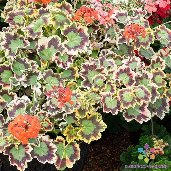 25+ Pelargonium zonale &#39;Mrs. Pollock&#39; Seeds, Geranium Seeds for Garden a... - €6,11 EUR