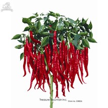 Thai Eugonic Red Line Chili Pepper Seeds Al 200 Seeds Hot Disease-Resistant Fres - $11.99