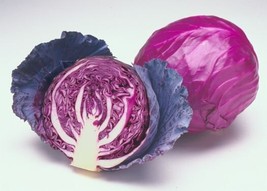 Red Cabbage heirloom organic seeds - 100 seeds - code 425 - red cabbage ... - $4.99