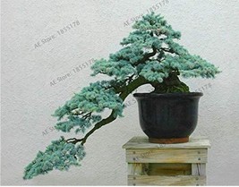 Fresh Seeds 10Pcs Cedrus Deodara Seeds - £11.71 GBP