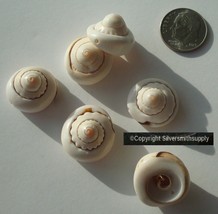 6 Drilled Spiral Sea Shell charms Seashells Beach Cottage Decor Nautical... - $1.93