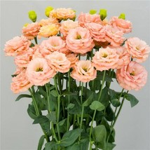 Orange Flower Lisianthus Seeds Sabrina 1 Orange 25 Pelleted Seeds Cut Fl... - $18.31