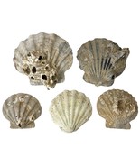 5 Fossil Scallop Sea Shells Pliocene Chesapecten Jeffersoni Beach Coasta... - $23.84