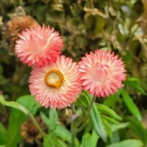 Strawflower Apricot-Peach Mix Helichrysum Bracteatum 30 Flower Seeds Gardening U - £8.16 GBP