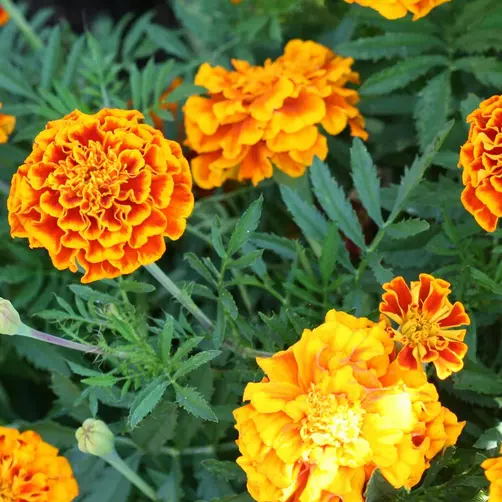150 Mix Sparky Marigold Flower Seeds Non-GMO - £6.18 GBP