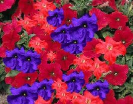 30 Petunia Red And Purple Flower Seeds Mix Annual - £14.14 GBP