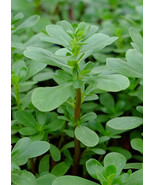 Fresh Garden Green Purslane Seeds | Healthy | Contains Omega-3 Fatty Acids - £7.44 GBP