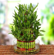 Lucky Bamboo Bonsai Small Potted Plants Purify The Air Planting Is Simple Buddin - $10.67