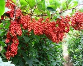 USA Seller 7 Schisandra Chinensis herb Seeds Fast Shipping - £10.92 GBP