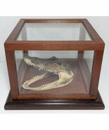 Vtg Alligator Taxidermy Head In Wood Glass Display Case Home Decor Gift - $264.60