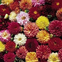 25 pcs Double Extreme Dahlia Seed Flower Perennial Flower Seed Flowering - £9.95 GBP