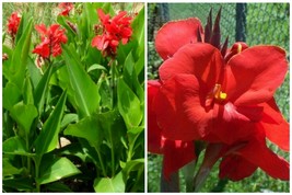 Canna Lily Tall Red The President (1) Live Plant Bulb Tropical Summer Blooms - £28.76 GBP