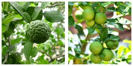 Kaffir Lime Tree Citrus (Thai/Makrut Lime) - Semi-Dwarf - 18-36&quot; Tall Live Plant - £140.71 GBP