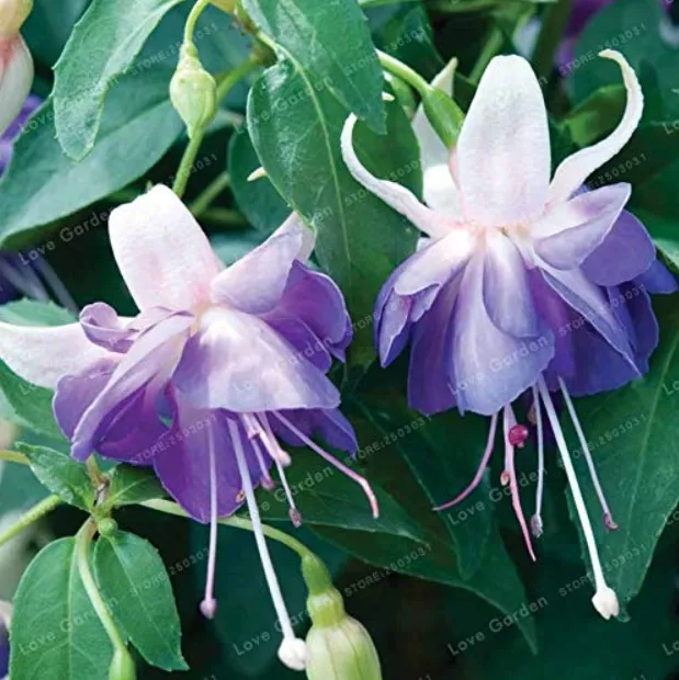 fresh Purple Double Petals Bonsai Potted Plants Hanging Fuchsia Flowers 100 Pcs