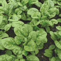 Bloomsdale Long Standing Spinach Seeds NON-GMO Variety Sizes  - £2.40 GBP