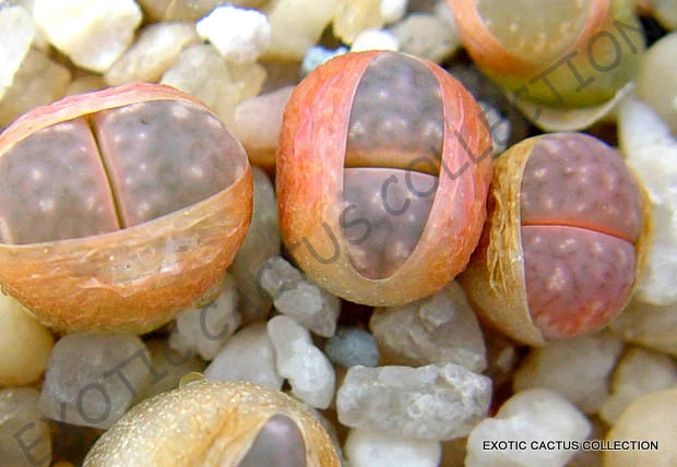 RARE LITHOPS MAMORATA SB 153 | exotic living stone succulent cacti seed ... - $338.18 MXN