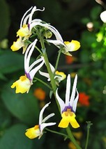 HGBO 40 Seeds Nemesia Masquerade Bicolor Flower Seeds Annual Sweet Coconut Scent - £6.44 GBP