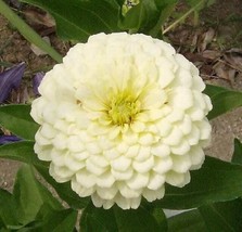 US Seller 250 White Polar Bear Zinnia Elegans Flower Seeds Fresh Seeds - £11.27 GBP