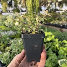 4PCS plants 3-4cm Astrophytum asterias var.super Beautiful cactus succul... - $38.14