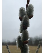  Pussy Willow, Goat Willow Cuttings for Your Yard 10-20 Cuttings Easy to... - $9.99 CAD+