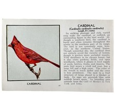 Cardinal Bird Print 1931 Blue Book Birds Of America Antique Art PCBG13C - $464.90 MXN