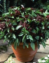 US Seller Herb Basil Siam Queen Edible Culinary Thai Asian 250 Seeds New Fresh - £6.14 GBP