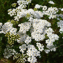 2250 SEEDS yarrow, WHITE flower, perennial, Achillea millefolium - £9.57 GBP