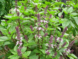 500 Anise Persian Basil Ocimum Basilicum Herb Black Licorice Flavor FRESH - £9.64 GBP