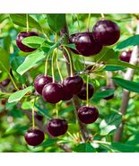 Heirloom Black Tartarian Cherry Tree Seeds   aka Prunus avium and many o... - $4.95
