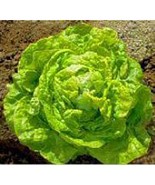 USA SELLER May Queen Lettuce Seeds Fast Shipping - $9.80