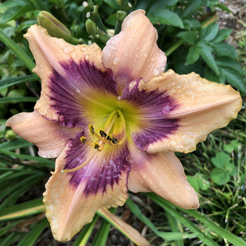 Daylily PAPER BUTTERFLY peach hemerocallis plant Rebloom ~ DF or 2 Plants - £25.46 GBP