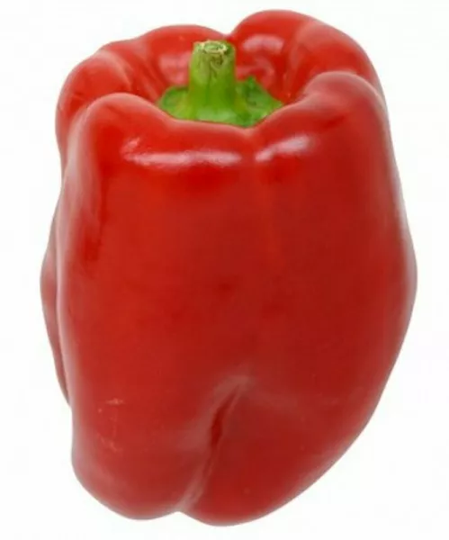 25 Keystone Giant Sweet Pepper Seeds 2024 Heirloom Seed Usa Fresh Garden - £5.09 GBP