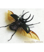 Chalcosoma Chiron Monster Caucasus Beetle Framed Taxidermy Double Glass ... - $4,585.84 MXN