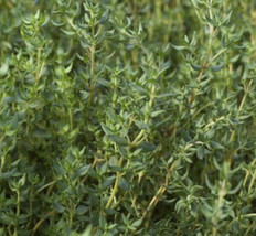 Common Thyme Herb - Organic - Heirloom - 500 Seeds Fresh Gardening USA SELLER - $15.98