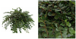 Button Fern - Pellaea rotundifolia - Unusual/Easy to Grow-4&quot; Pot - C2 - £42.96 GBP