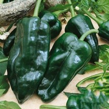 25 seeds Organic Hot Ancho Poblano Grande Pepper Flash Growth for Busy G... - $9.36