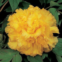 Peony Goden Years Gold Flowers Seeds 5 Seeds Heirloom Big Fragrant Double Flower - £6.62 GBP