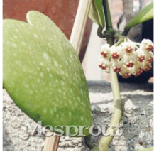 100 pcs / Bag Hoya Kerrii Bonsai (Hoya Kerrii) Family Bonsai Gardening Supplies  - £7.00 GBP